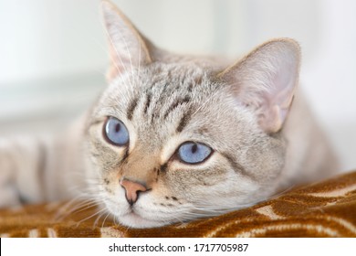 Scottish Straight cat with blue eyes at cat bed close up