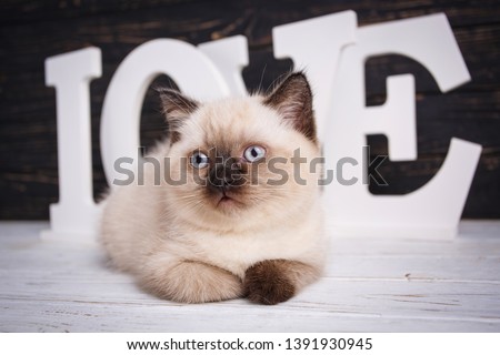 Scottish straight cat cream color. Template for postcard to women's day. The word is LOVE on a black background