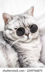 scottish straight cat in glasses, on a white background. Pets. - Shutterstock ID 2249766875