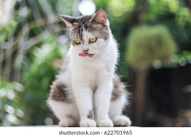 Scottish Straight Cat Licking Lips. Animal Portrait.