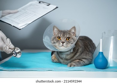 Scottish Straight cat in medical collar on examination by doctor in animal clinic. Pet healthcare. Concept of pets care, veterinary, healthy animals. Cat with Vet Elizabethan collar on vet exam table.