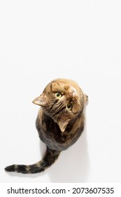 A Scottish Straight cat on a white background, looking up, top view, copy space.