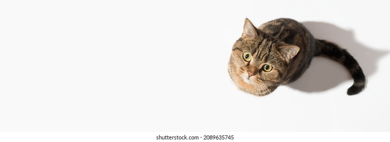 A Scottish Straight cat on a white background, looking up, top view, copy space. Banner