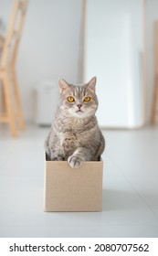 Schottische Katze, die in einer Kiste sitzt