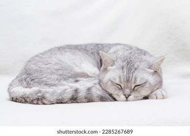 scottish straight cat is sleeping. Close-up of the muzzle of a sleeping cat with closed eyes. Against the backdrop of a light blanket. Favorite pets, cat food. - Powered by Shutterstock
