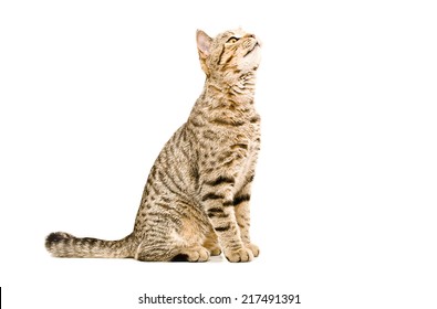 Scottish Straight cat sniffs looking up isolated on white background