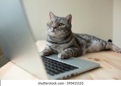 scottish straight gray cat working at the computer as a developer online
