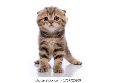 Chocolate Scottish Fold Images Stock Photos Vectors Shutterstock