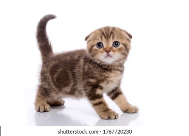 Chocolate Scottish Fold Images Stock Photos Vectors Shutterstock