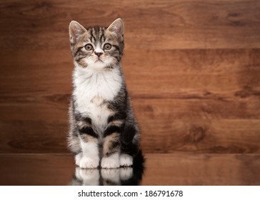 scottish straight kitten on mirror and wooden texture - Shutterstock ID 186791678