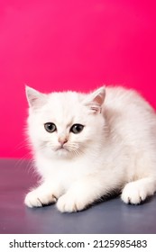 Scottish straight kitten on a plain bright pink background, pet photo session. Scottish Straight, photo session of a kitten with big gray eyes, close-up, macro photography