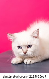 Scottish straight kitten on a plain bright pink background, pet photo session. Scottish Straight, photo session of a kitten with big blue eyes, close-up, macro photography