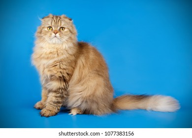 Scottish Straight Longhair Gold Cat Stock Photo 1077383156 | Shutterstock