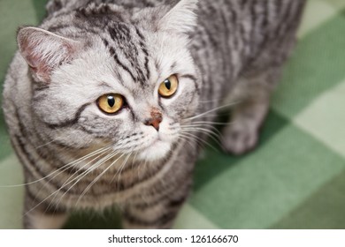 Scottish Straight Shorthair Cat Stock Photo 126166670 | Shutterstock