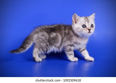 British Tabby Kitten Images Stock Photos Vectors Shutterstock