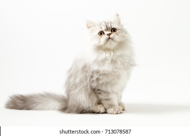 Scottish Straight Silver Tabby Spotted Long Stock Photo 713078587 ...