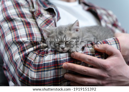 Scottish straight-eared gray kitten sleeps in arms of owner of house. Thoroughbred cute little British cat falls asleep in hands of young man. Man and pet theme. Male petting sleeping kitten.