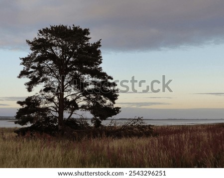 Similar – Image, Stock Photo A solitary tree silhouette stands against a dramatic gradient of sunset colors, enveloped in mist