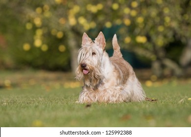 Scottish Terrier