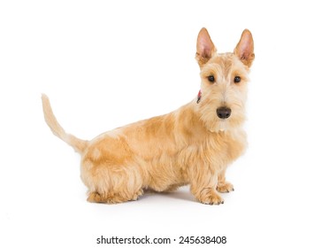 Scottish Terrier 