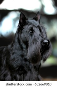 Scottish Terrier