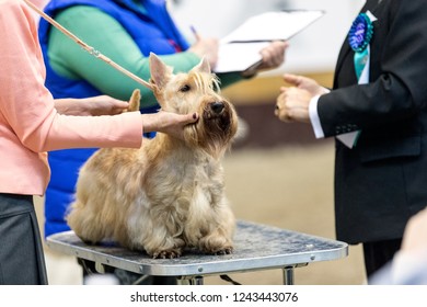 Scottish terrier being presented by the handler at the dog show. - Powered by Shutterstock