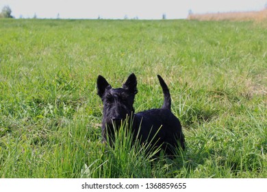 Scottish Terrier Black Dog Hiding In The Green Grass In The Field