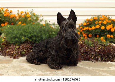 Scottish terrier dog