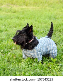 Scottish terrier dog in overalls walking in the park