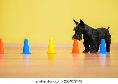 Scottish Terrier dog sniffing cones for scent in nose work competition  - Shutterstock ID 2004079448
