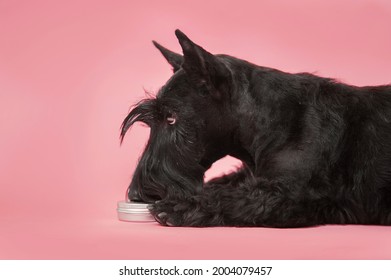 Scottish terrier dog sniffs a tin with scent. Nose work  - Shutterstock ID 2004079457