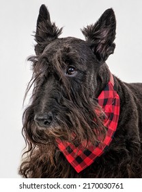 Scottish Terrier Dog With White Background