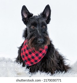 Scottish Terrier Dog With White Background