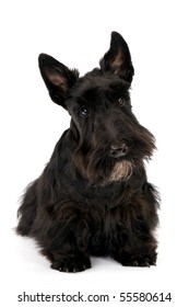 Scottish Terrier On White Background