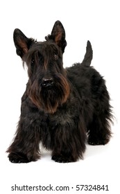 Scottish Terrier On White Background