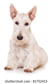 Scottish Terrier On White Background