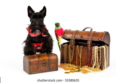 Scottish Terrier in pirate theme on white background