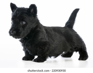 scottie puppy