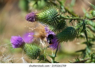 Scottish Thistle, Flower In Purple In The Highlands Of Scotland