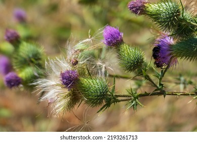 Scottish Thistle, Flower In Purple In The Highlands Of Scotland