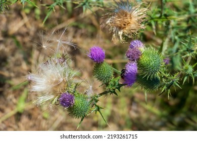 Scottish Thistle, Flower In Purple In The Highlands Of Scotland