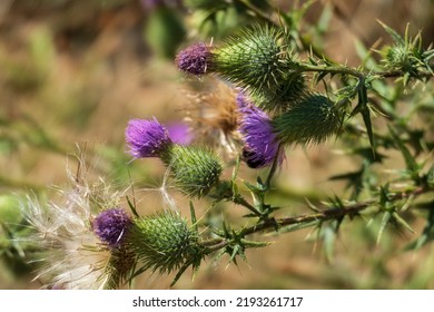 Scottish Thistle, Flower In Purple In The Highlands Of Scotland