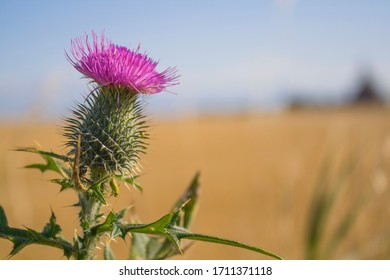 Scottish Thistle. The Thistle Has Been An Important Symbol Of Scottish Heraldry For Over 500 Years.