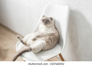 Scottish white cat sits on a chair in a funny pose