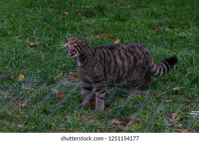 Scottish Wild Cat