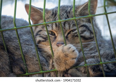 Scottish Wild Cat Kitten, Felis Silvestris Silvestris, Resting With Other Kittens Within An Enclosure In Scotland.