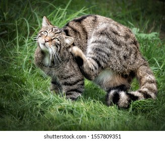 Scottish Wild Cat Sitting On Grass