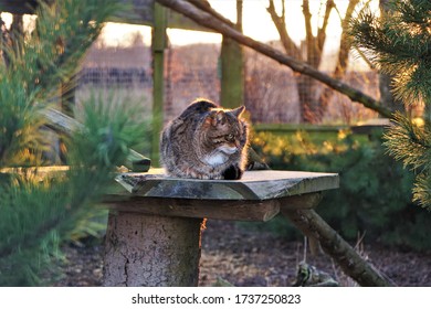 Scottish Wild Cat At Sunset 