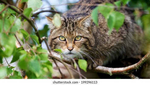 Scottish Wildcat