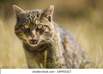 Scottish Wildcat close up